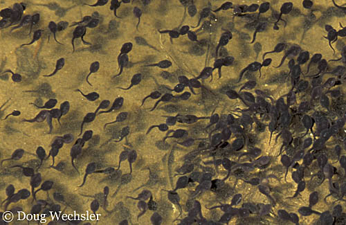 Common Cuban Toad tadpoles k090-21.jpg - 74030 Bytes